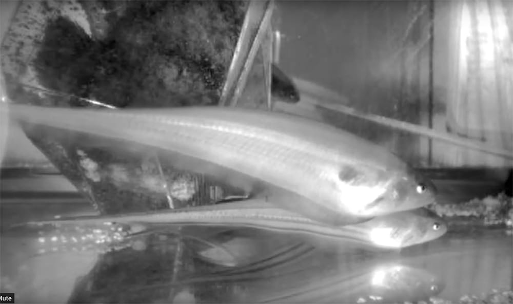 Image of fish movements in a tank