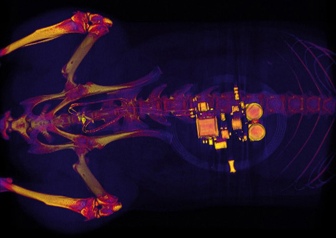 CT scan of a rat with a small implanted device.